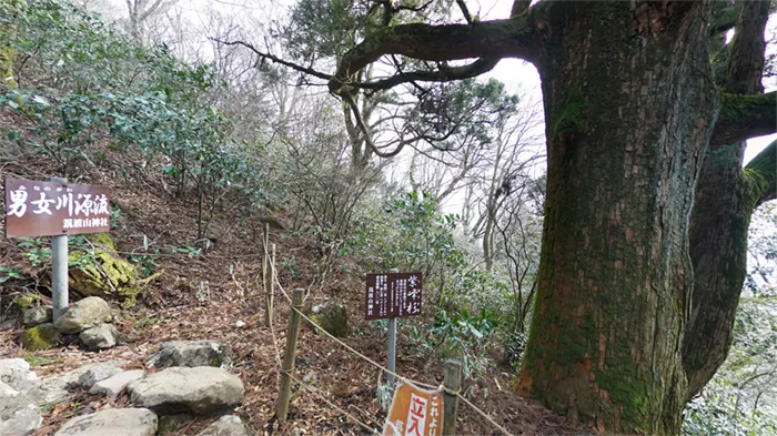 筑波山の紫峰杉・男女川源流の景観写真