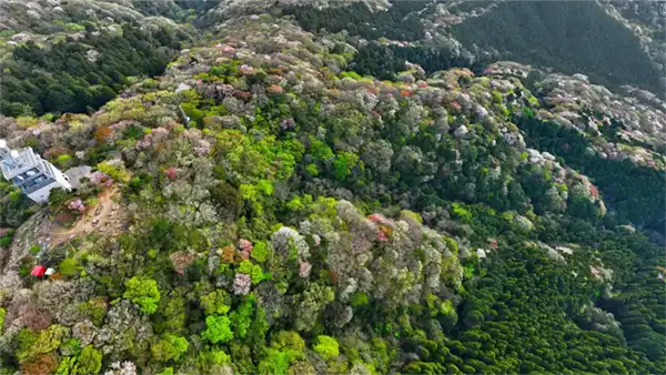 宝篋山の山頂方向から南側・西側の山桜景観