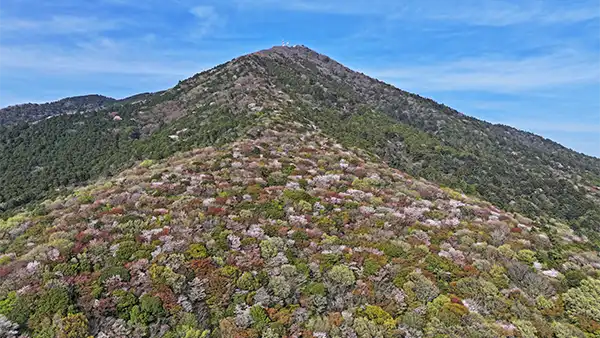 筑波山・男体山の山桜群生地の空撮景観写真