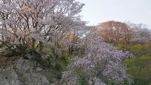 筑波山梅林の桜