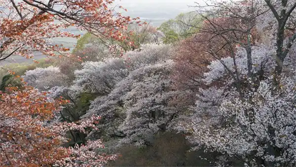 展望四阿駐車場からの山桜景観写真