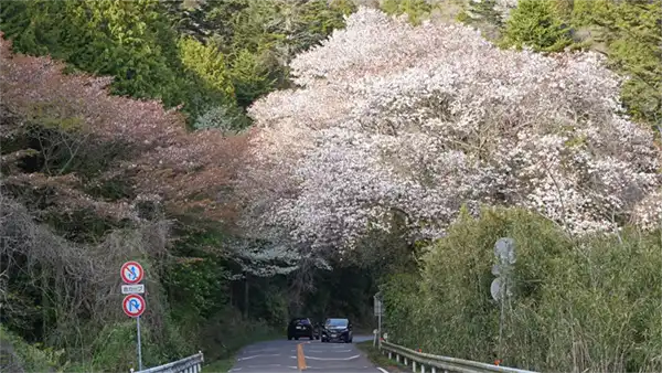 筑波山の桜山付近の笠間つくば線の山桜の地上景観写真