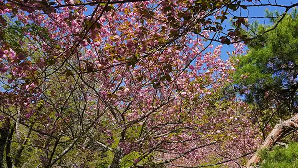 筑波山桜山の八重桜開花風景の写真