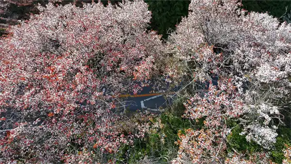 筑波山の桜山の山桜の空撮景観写真