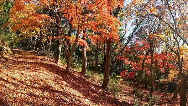 四季の道と紅葉の写真とVRツアー