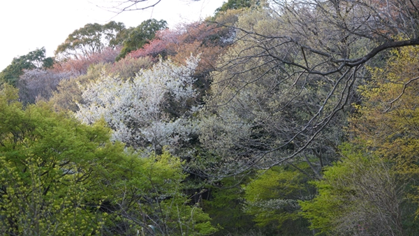 筑波山四季の道の山桜の景観写真