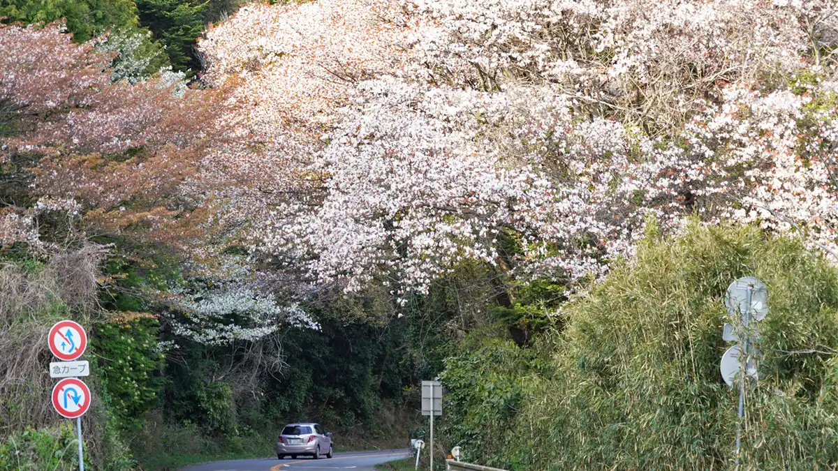 茨城県道笠間つくば線上の桜山の桜の景観写真