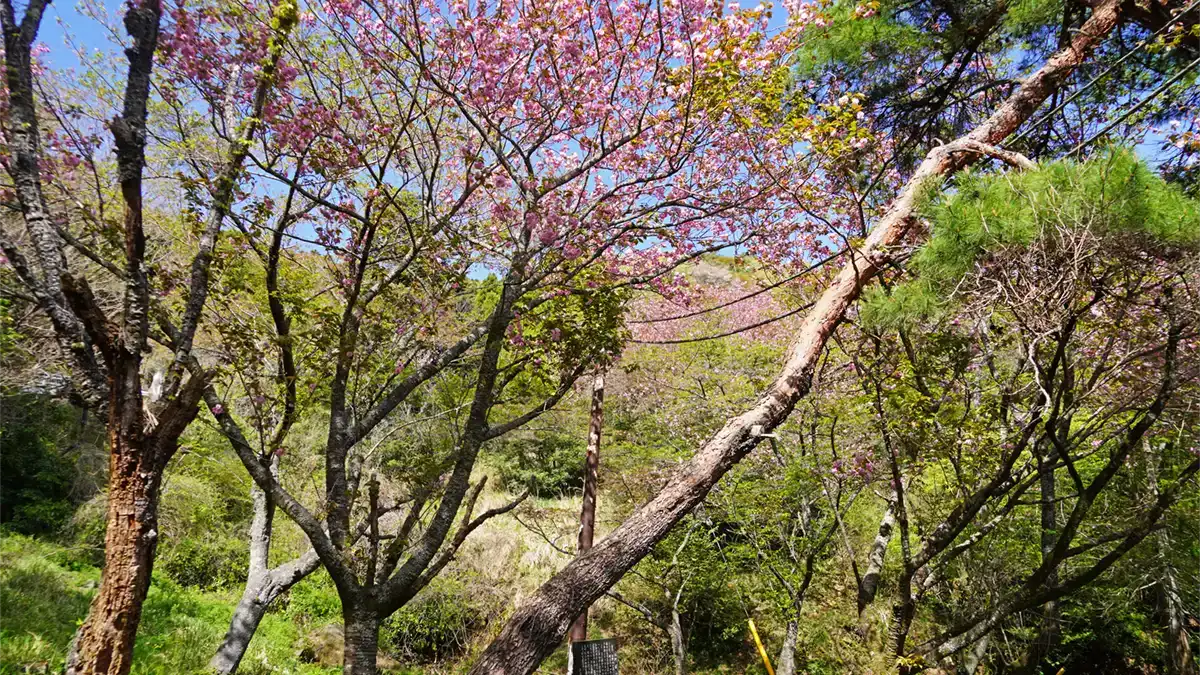 筑波山の桜山の八重桜