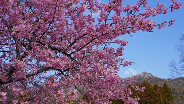 筑波ふれあいの里の河津桜の開花の景観