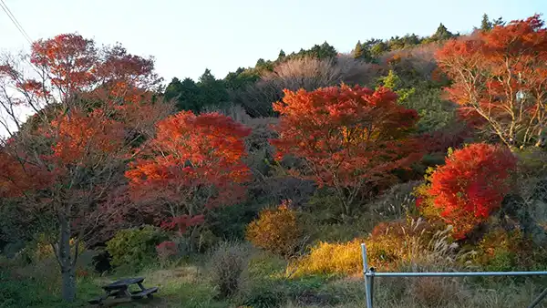 筑波山のおたつ石コース登山口付近の紅葉景観写真