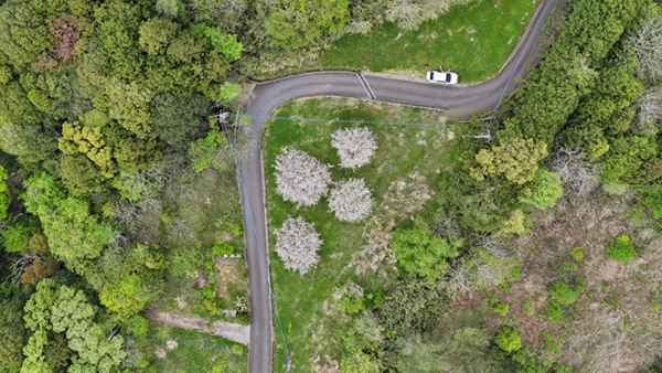 臼井地区のしだれ桜の空撮景観写真とVRツアーリンク