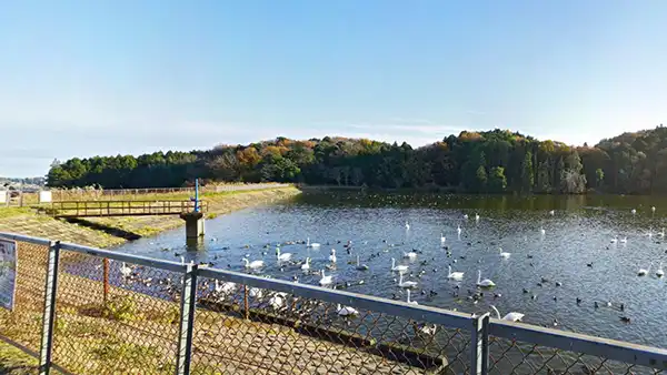 茨城県那珂市の白鳥飛来地名所の古徳沼