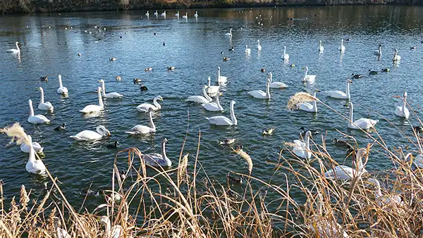 茨城県那珂市の白鳥飛来地名所の中里ため池