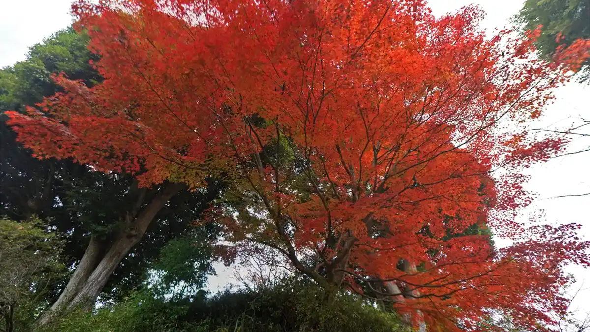 常光寺の山門付近の紅葉景観写真とVRツアーリンク