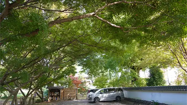 観音寺の南側駐車場のモミジ紅葉状況景観写真