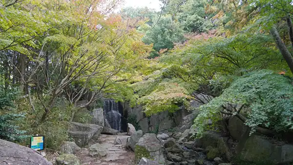 霞ヶ浦ヶ浦総合公園の水郷の滝のモミジの紅葉状況景観写真