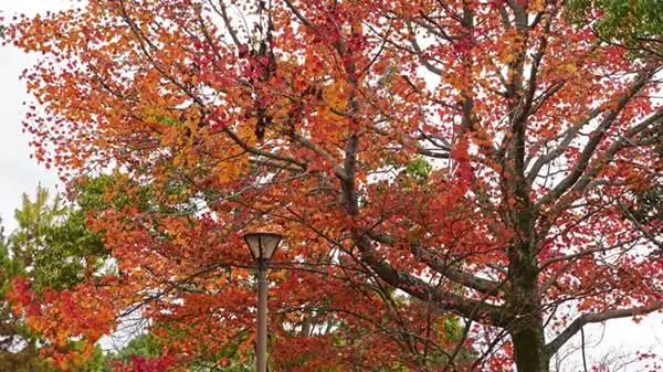 霞ヶ浦ヶ浦総合公園のモミジバフウ等の紅葉状況