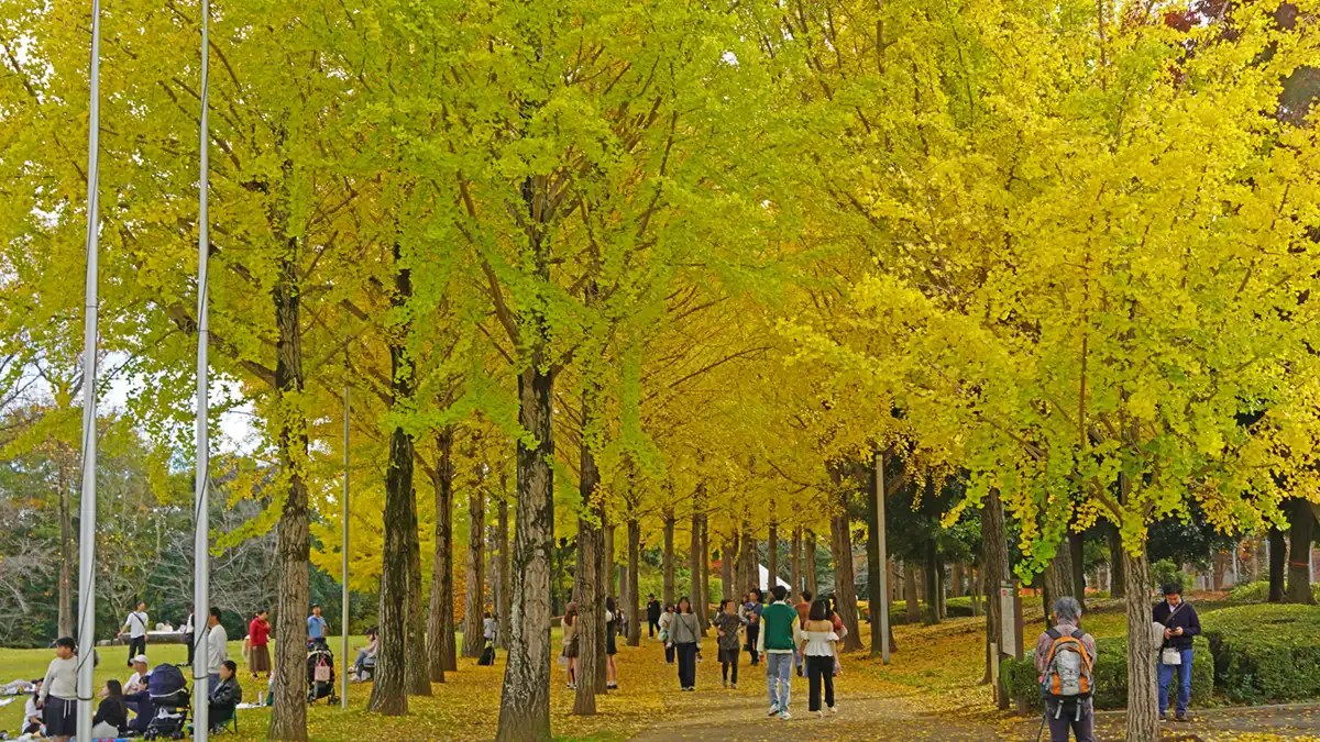 科学万博公園のテニスコート側のイチョウ並木の景観写真