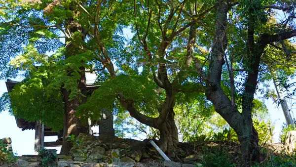 東城寺のモミジの巨木の紅葉状況写真