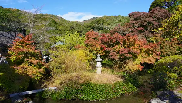 土浦市の東城寺のモミジの巨木の紅葉状況写真