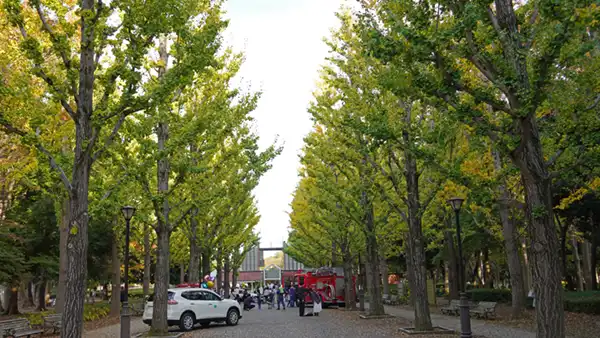 洞峰公園のイチョウ並木の紅葉状況写真