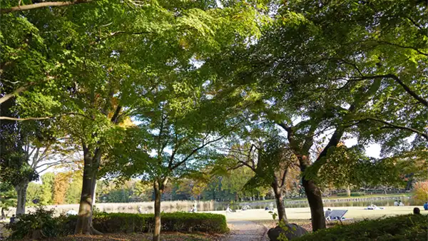 洞峰公園の水と緑の広場の林間のもみじの紅葉状況写真