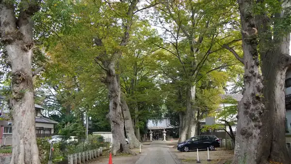 土浦市真鍋の八坂神社のケヤキ古木並木の紅葉状況写真