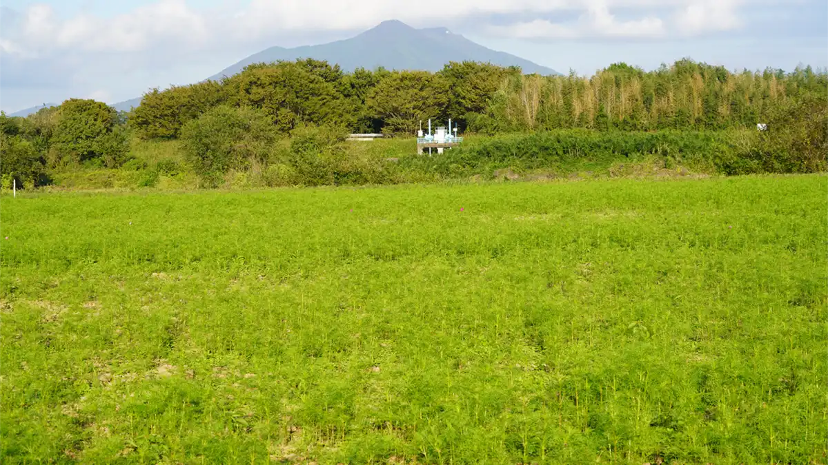 2024年10月24日の下妻市の小貝川ふれあい公園のコスモス畑の状況写真