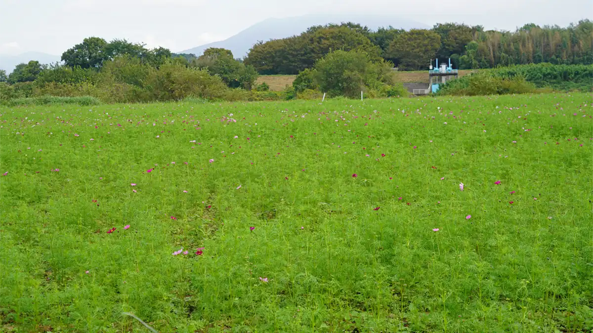 2024年10月19日の小貝川ふれあい公園のコスモス開花状況4分咲きの景観