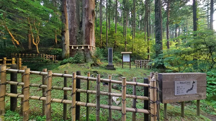 日立市の御岩神社パワースポットの三本杉の景観写真