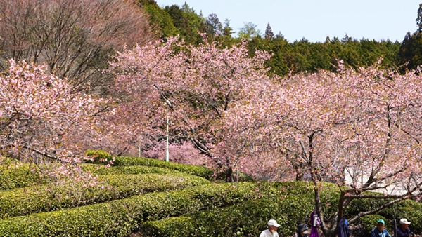 奥久慈茶の里公園の河津桜の開花景観写真