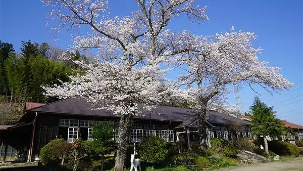 大子町の旧上岡小学校の校舎と桜の景観写真とVRツアーリンク