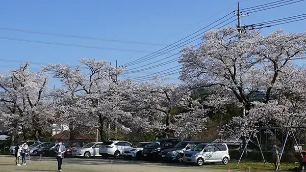 旧上岡小学校の校庭南側の桜開花景観写真とVRツアーリンク