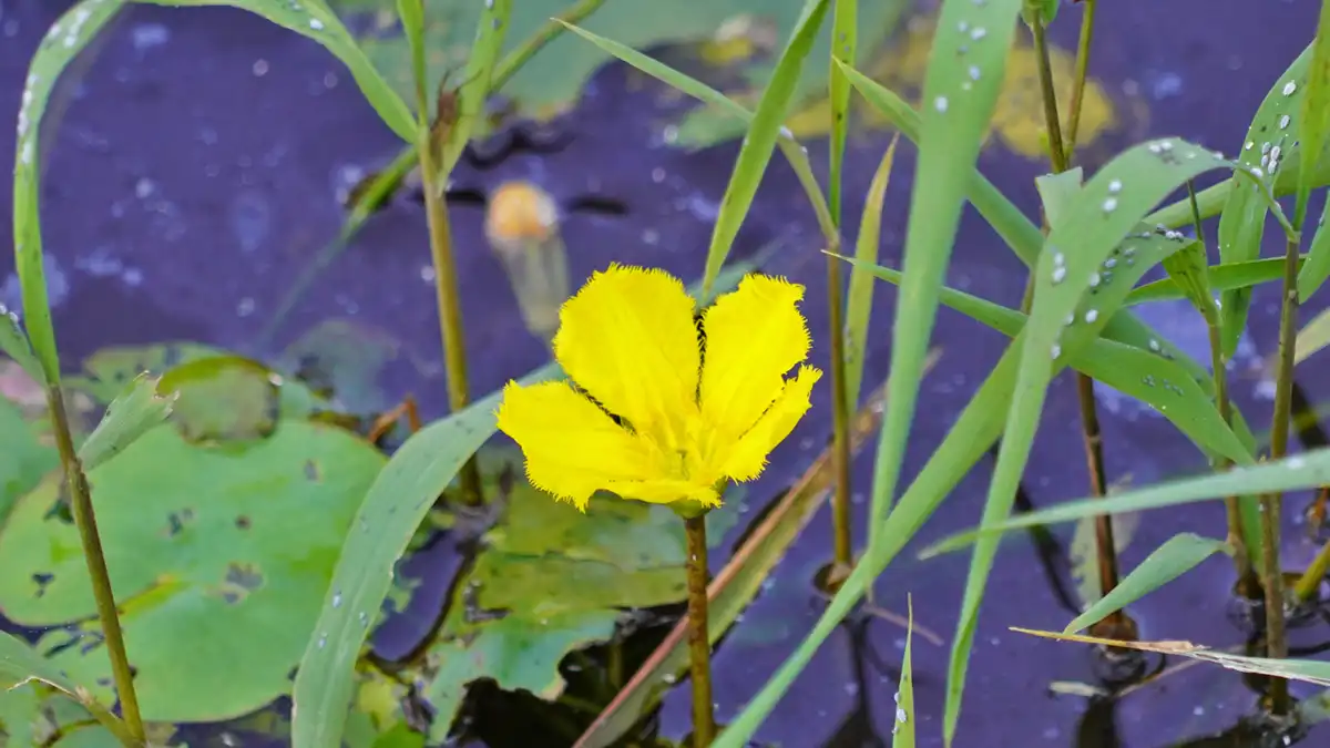 10月13日、万寿池のアサザの開花の写真