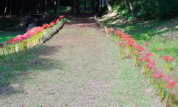 茨城県小美玉市やすらぎの里の彼岸花