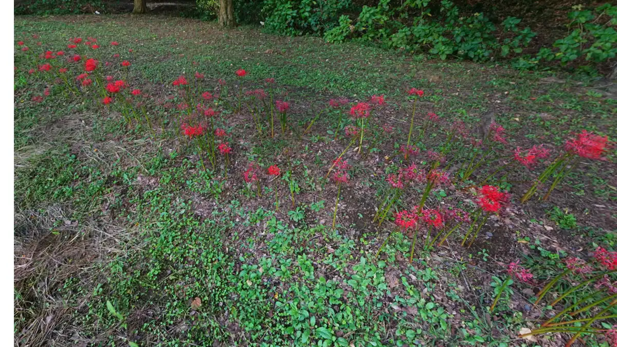 万寿池の南側東端の彼岸花開花景観とVRツアーのリンク