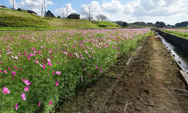 小美玉市希望が丘公園のコスモス畑の景観写真とVRツアーリンク