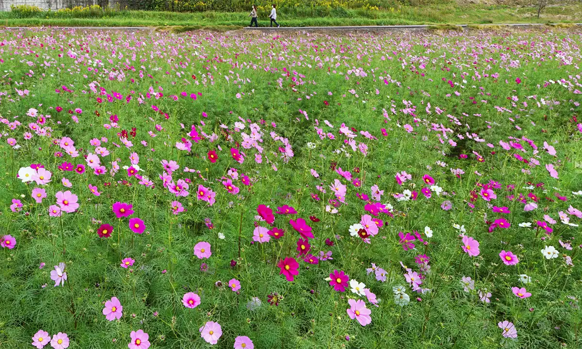 美玉希望ケ丘公園のコスモス畑の東側景観写真