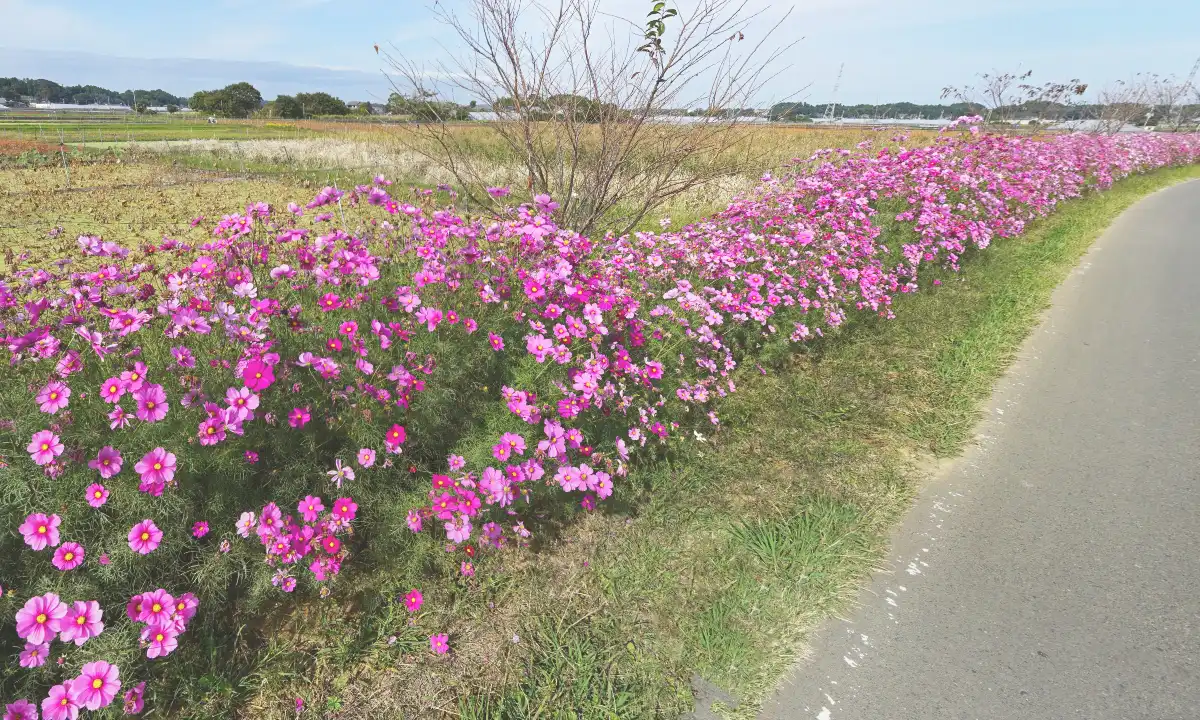 大井戸湖岸公園付近のコスモスロード景観写真とVRツアーリンク