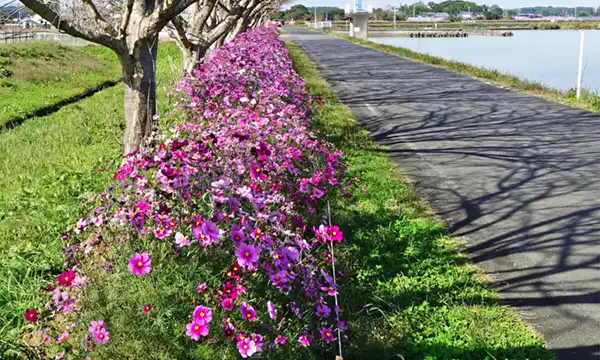 小美玉市の大井戸湖岸公園のコスモスロード