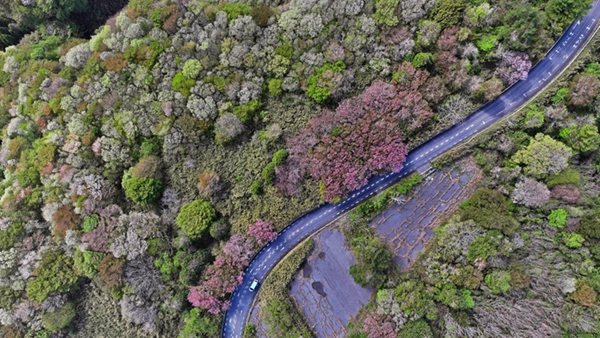 表筑波スカイラインの八重桜の空撮開花景観