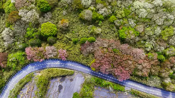 表筑波スカイラインとヤマザクラ・八重桜の空撮写真