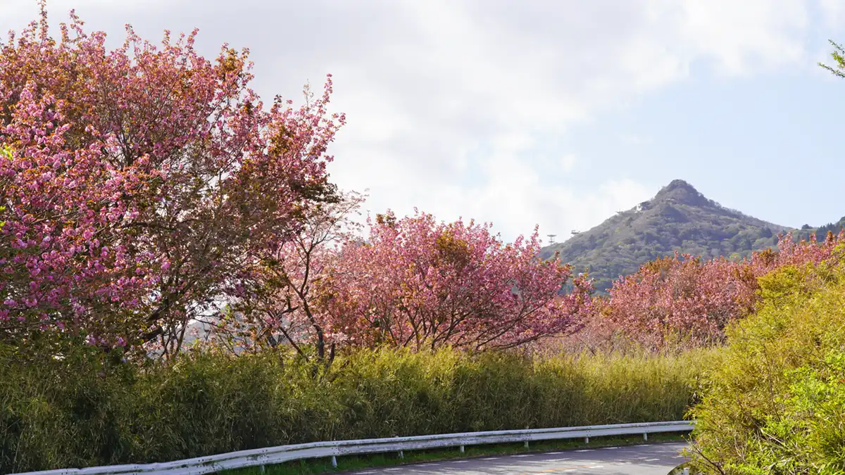 表筑波スカイラインの八重桜と筑波山の景観写真