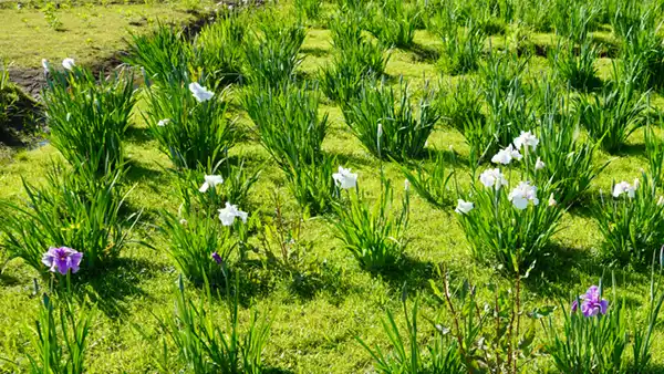  乙戸水生植物園の北側の花菖蒲の開花の写真