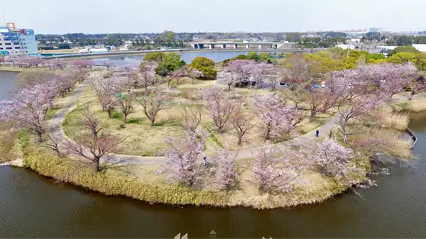 土浦市の乙戸沼公園の桜開花の空撮写真