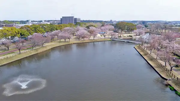 乙戸沼の中央から北東方向の桜開花の空撮景観写真