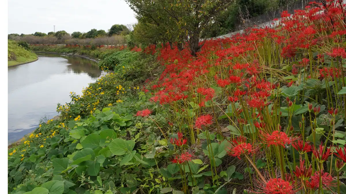 境町の中央排水路の脇の彼岸花群生地の開花景観写真