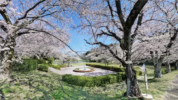 さくら運動公園の入口付近の桜開花の景観写真