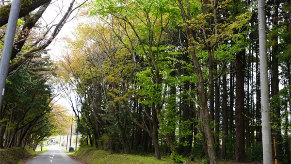 桜川市の雨引千勝神社の桜並木の写真とVRツアーリンク