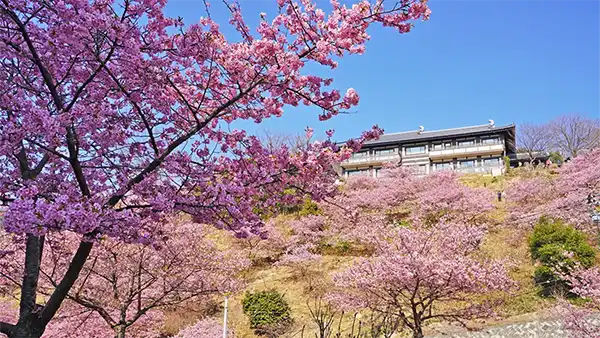 茨城県桜川市の雨引観音の河津桜